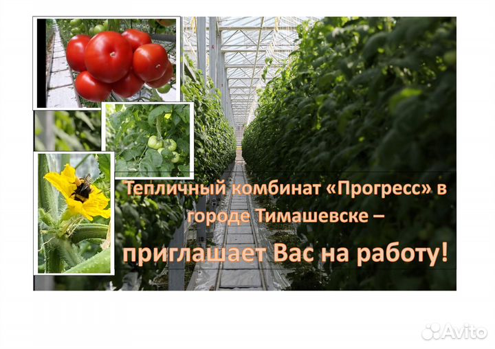 Работа в теплицах (сбор овощей, уходные работы)