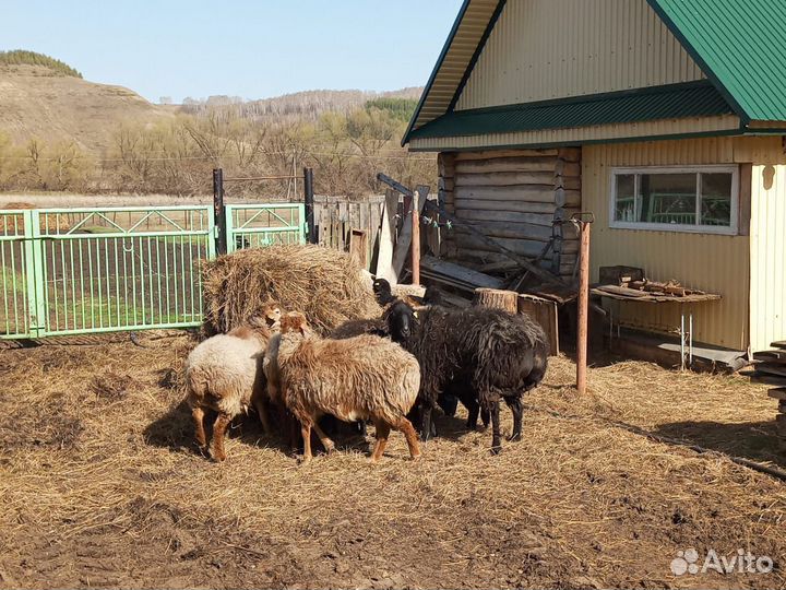 Овцы бараны ягнята оптом