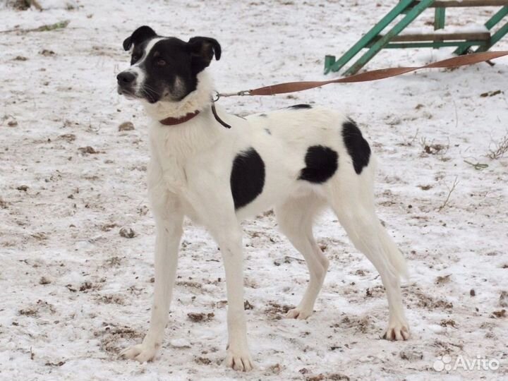 Белый Джоник, чёрные ушки.Ищет добрый дом.Джоник