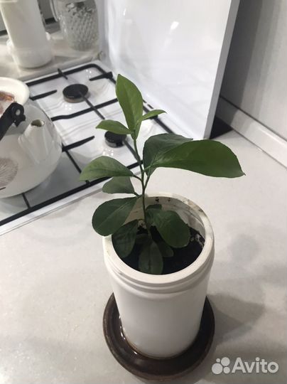 Лимонное дерево