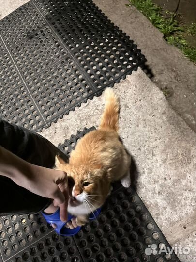 Рыжий котенок