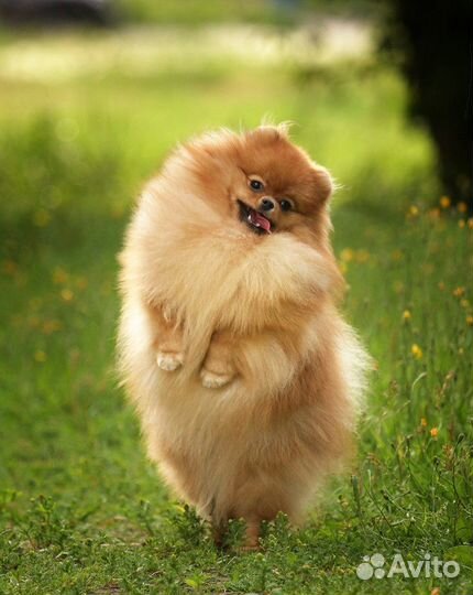 Передержка собак в домашних условиях