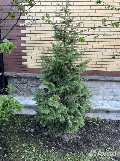 Туя брабант 2 метра