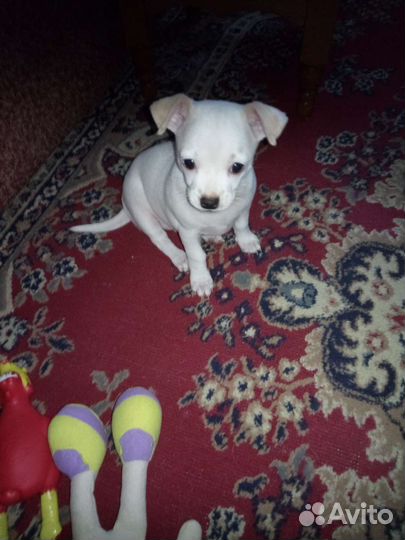 Щенки чихуахуа