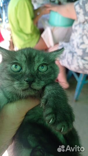 Котята. Астрахань На все вкусы. В добрые руки