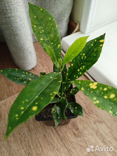 Кодиеум кротон