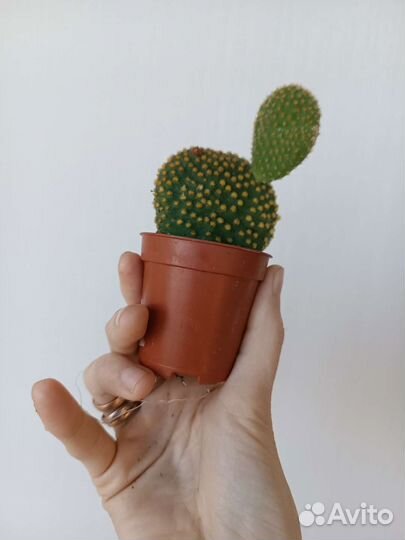 Кактус Опунция. Микки Маус