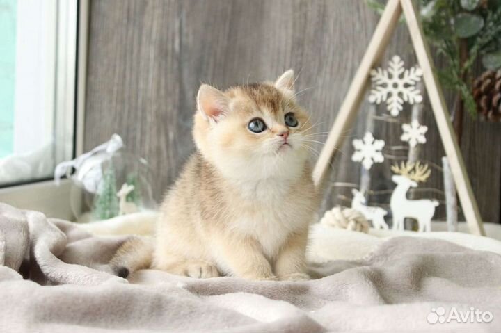 Британская короткошерстная кошечка