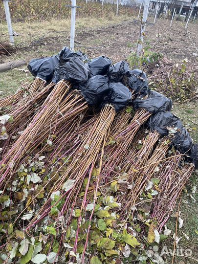 Саженцы малины ремонтантной в ассортименте