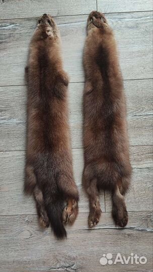 Шкурка Приморского соболя (бронь)