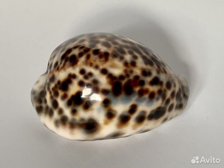 Ракушка морская