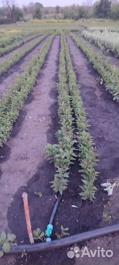 Сеянцы Сирени обыкновенной(оптом)