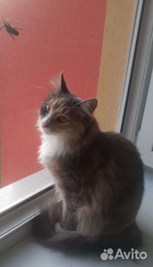 Кошки в добрые руки