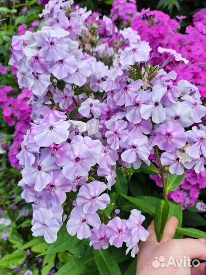 Флоксы многолетние 3 сорта