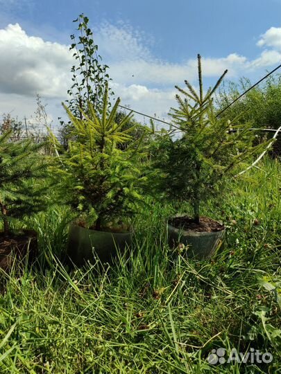 Ель зелёная обыкновенная