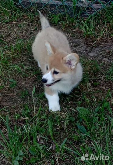 Щенки корги