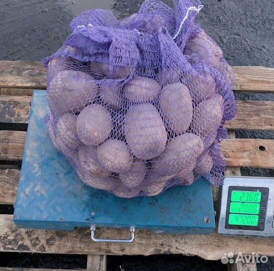 Картофель с бесплатной доставкой на дом