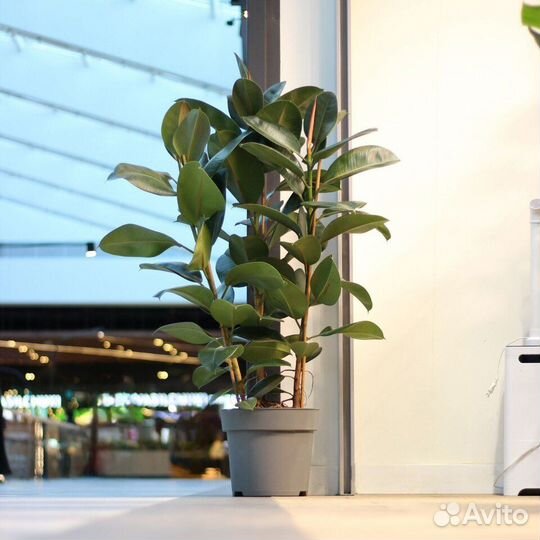 Фикус эластика