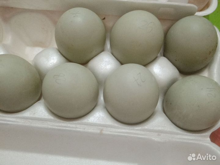 Утиные яйца башкирок и бегунков