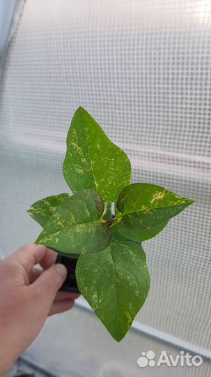 Сирень пестролистная Аукубафолия