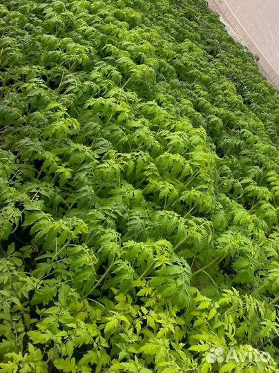 Рассада помидор