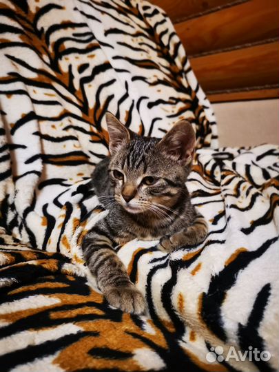 Котенок ищет дом