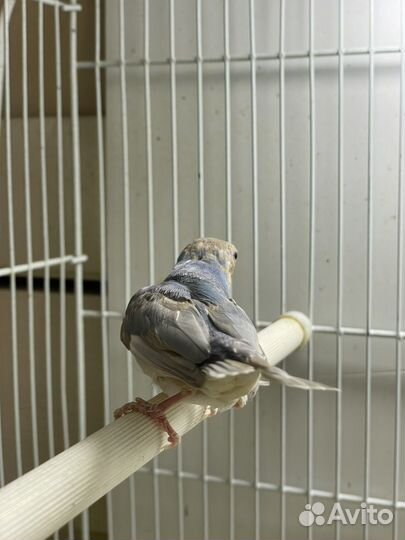 Амадины гульда