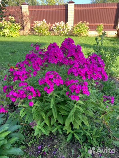 Нарцисс Ирис ландыши пионы