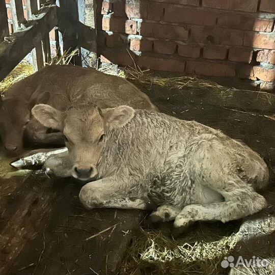 Бычки и телочки Швицкой породы