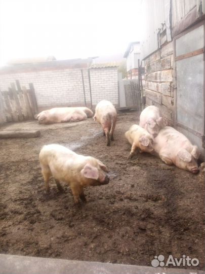 Поросята ландрас