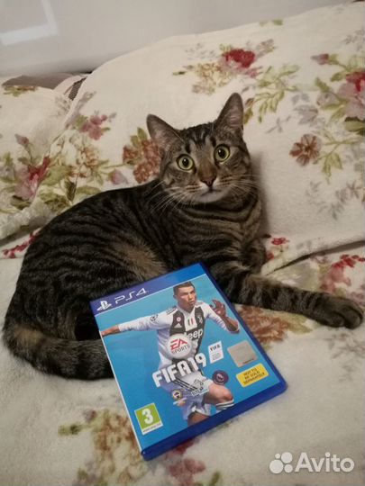 Fifa 19 английская версия