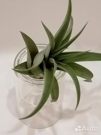 Тилландсия атмосферная