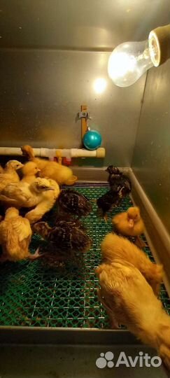 Продаю месячных гусят,утят,индюшат,цыплят
