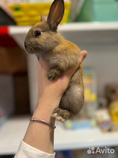 Декоративные карликовые кролики