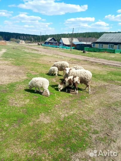 Бараны стадо