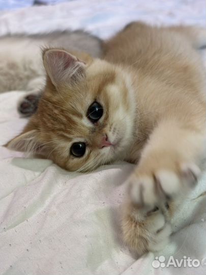 Британская золотая шиншилла котенок ny12 шоу