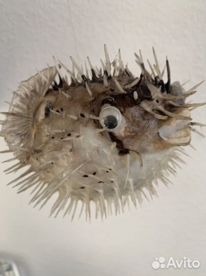 Настоящая рыба Фугу