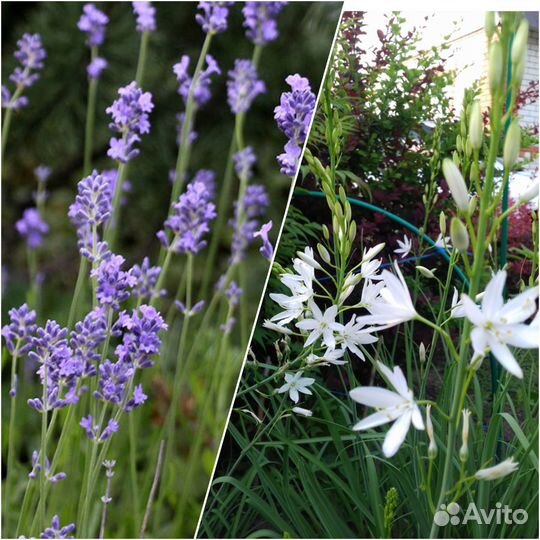 Лаванда узколистная, Венечник обыкновенный