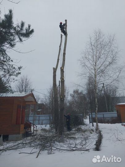 Спил и удаление деревьев
