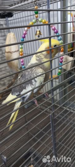 Попугай корелла с клеткой