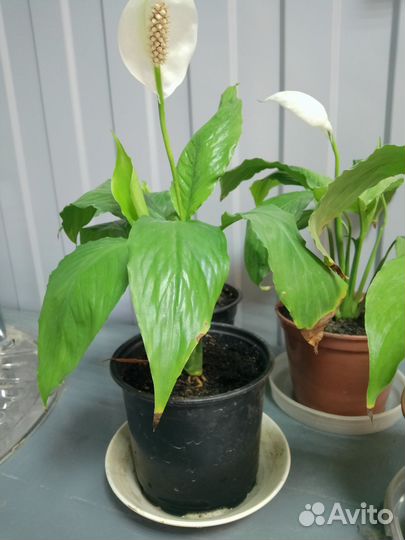 Спатифиллум (женское счастье)