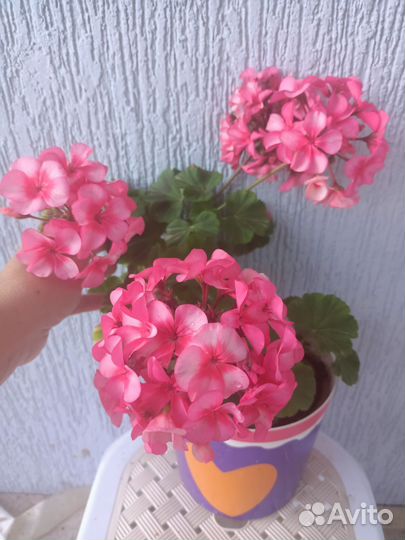 Пеларгонии и бегония на фото