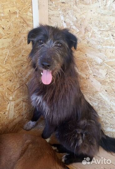 Молодой кобель в добрые руки