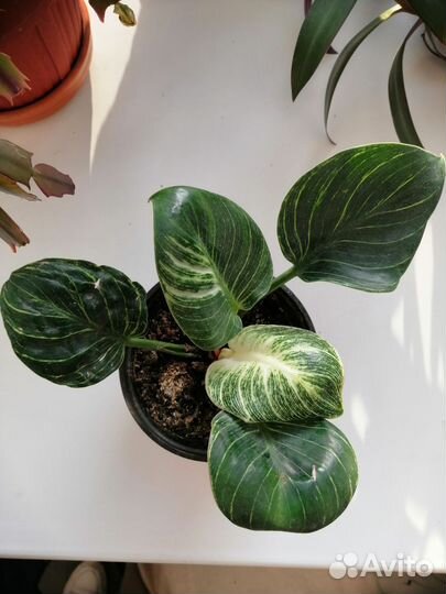 Продам цветы комнатные