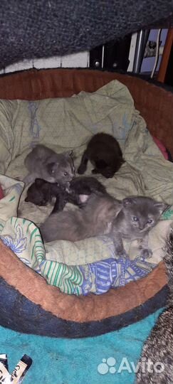 Котята в надёжные ручки