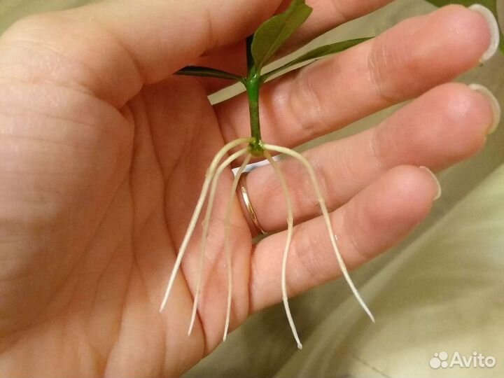 Гардения жасминовидная