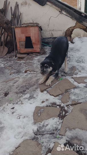 Собака дворняжка