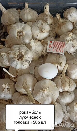 Лук-чеснок Рокамболь
