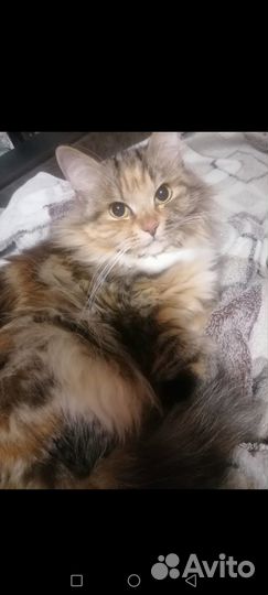 Умная кошка в дар