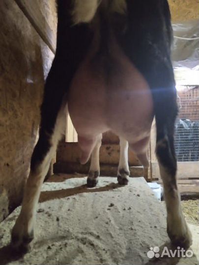 Коза нубийская дойная